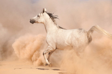 Fototapeta na wymiar Koni arabskich czystej bieli działa w pustyni