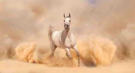 Purebred white arabian horse running in desert - 56786543