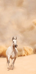 Purebred white arabian horse running in desert - 56786557