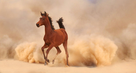 Arabian horse running out of the Desert Storm - 56786562