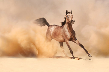 Arabian horse running out of the Desert Storm - 56786569
