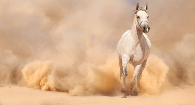 Purebred white arabian horse running in desert