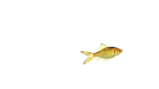 Goldfish swimming