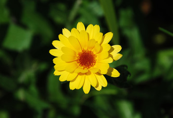 English Marigold