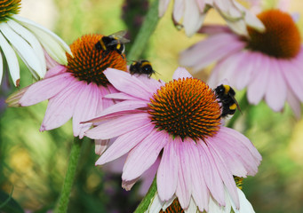 Echinacea Purpurea with Bees