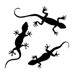 Lizard silhouette