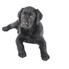black lab puppy, two months old