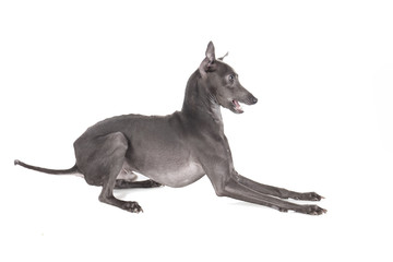 Italian greyhound blue color
