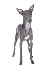 Obraz premium Italian greyhound blue color