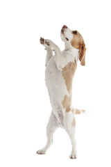 dancing dog beagle