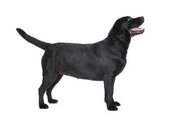Labrador retriever