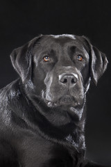 Fototapeta na wymiar Labrador retriever on a black background