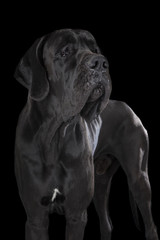 German dog on black background