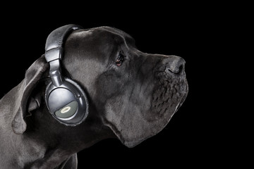 German dog in headphones