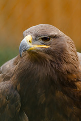 Steinadler 
