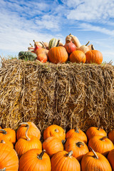 pumpkins on a bale of straw