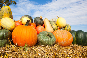 colorful pumpkins under a blue sky