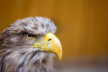 Big Sea Eagle (Haliaeetus albicill) looking ahead