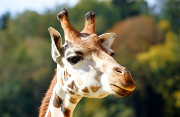 Giraffe