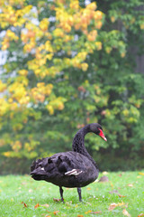 Beautiful black swan standing in a grass