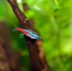 Paracheirodon innesi - Pesce Neon