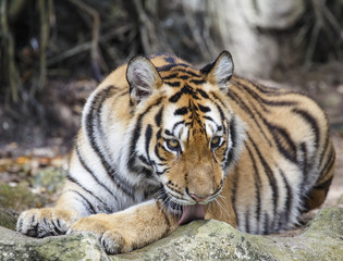 close up tiger