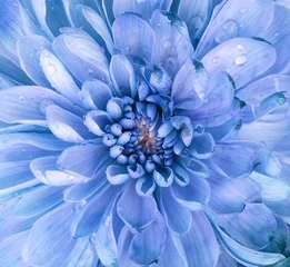 Crédence de cuisine en verre imprimé Dahlia Coup de macro de fleur de chrysanthème