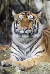 Tuinposter close up tiger © rtrujira