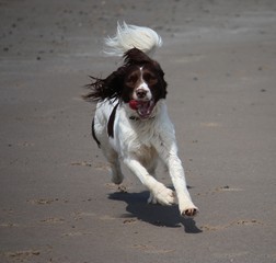working type english springer spaniel gundog running on a beach