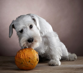white schnauzer and pumpkin