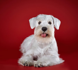 white cute schnauzer on red background