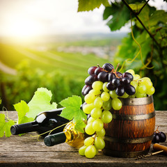 Fototapeta premium Butelki czerwonego i białego wina ze świeżym winogronem