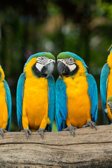 parrot © Pakhnyushchyy