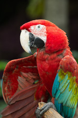 parrot