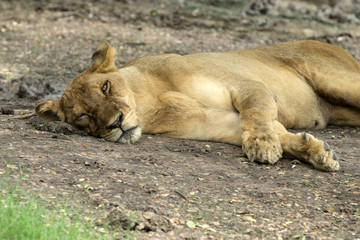 Lioness