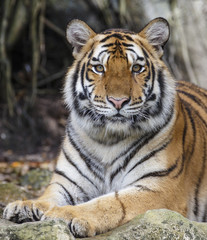 close up tiger