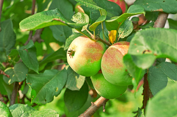 Apple tree