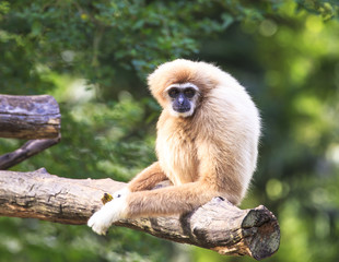 white-handed gibbon