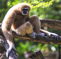 Fototapeta premium white-handed gibbon