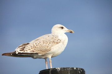 seagul seaside bird sitting on tube at the sea