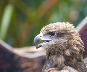 Closeup Black Kite (Milvus migrans)