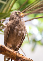 Rufous-winged Buzzard(Butastur liventer)