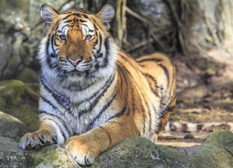 Fototapeta premium Closeup of a tiger