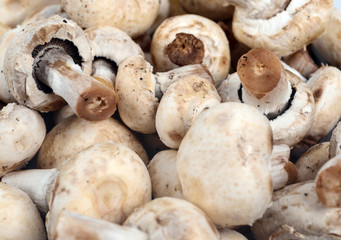 Fototapeta premium Mushrooms macro shot