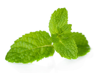 Mint isolated on white