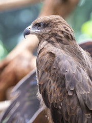 Closeup Black Kite (Milvus migrans)