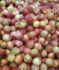 Pile of fresh apples