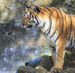 Closeup of a tiger