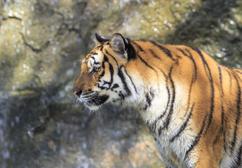Fototapeta na wymiar Closeup of a tiger