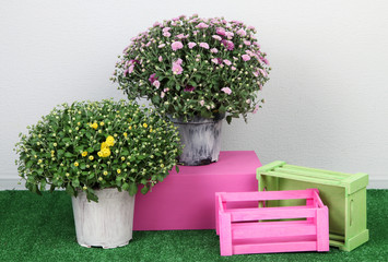Flowers in pots with boxes on grass on grey background